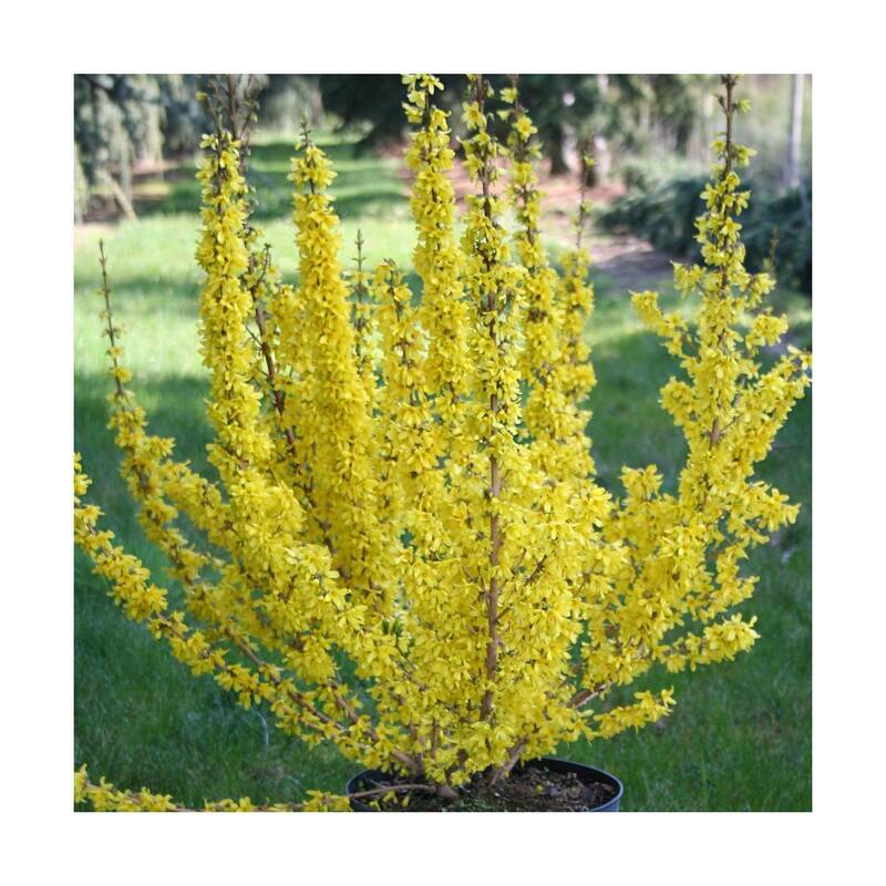 Форзиция промежуточная (Forsythia &times; intermedia)