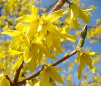 Форзиция промежуточная (Forsythia × intermedia)