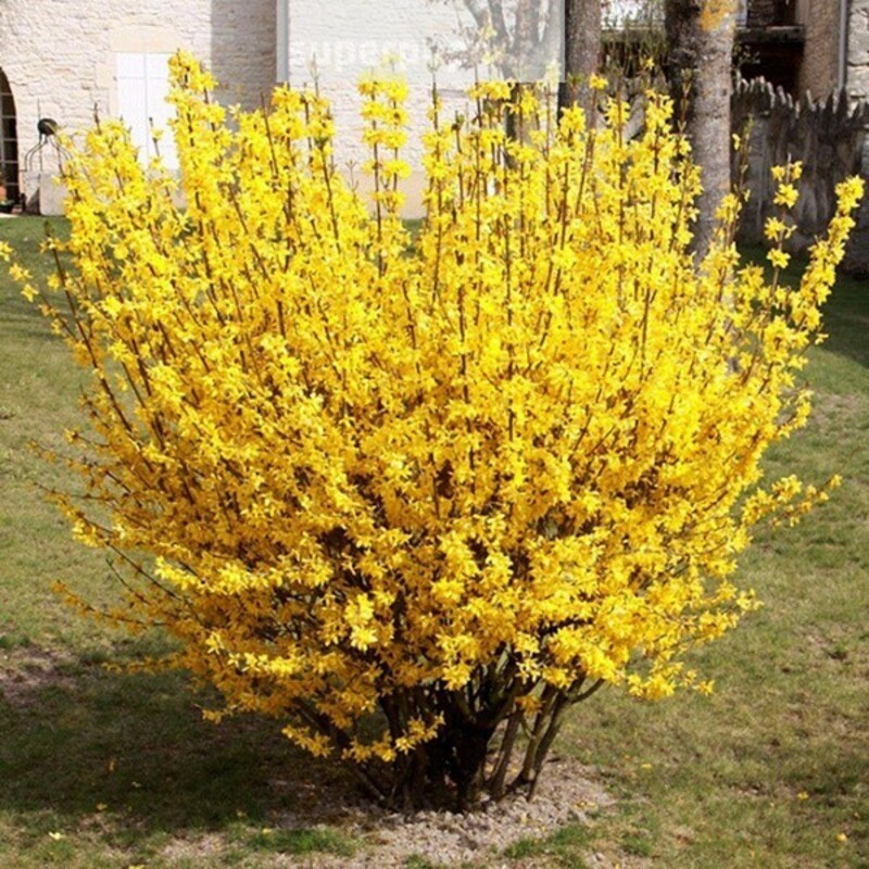 Форзиция промежуточная Линвуд Голд (Forsythia &times; intermedia 'Lynwood Gold')