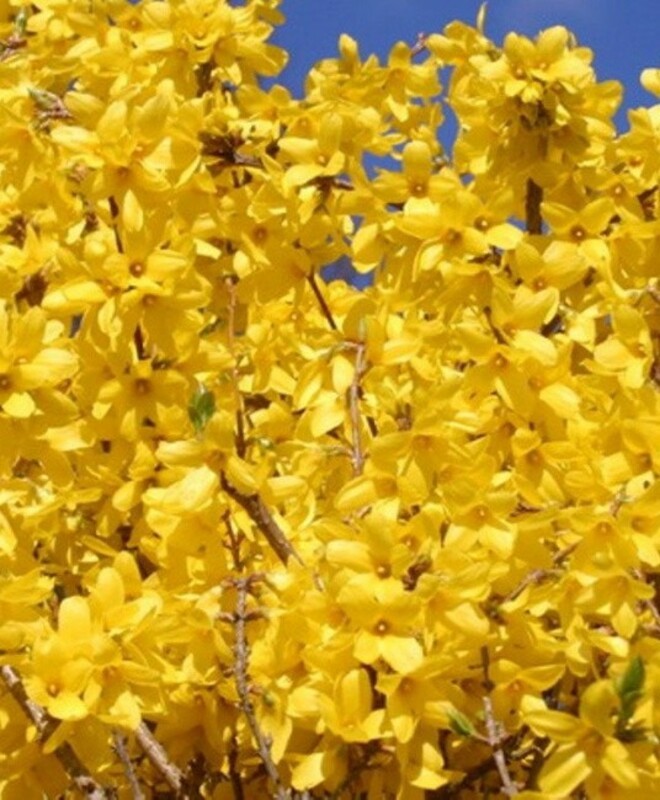 Форзиция промежуточная Линвуд Голд (Forsythia &times; intermedia 'Lynwood Gold')
