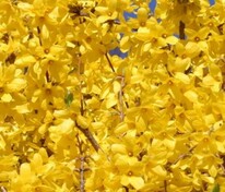 Форзиция промежуточная Линвуд Голд (Forsythia × intermedia 'Lynwood Gold')