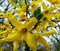 Форзиция промежуточная Спектабилис (Forsythia × intermedia 'Spectabilis')