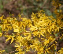 Форзиция средняя "Forsythia"