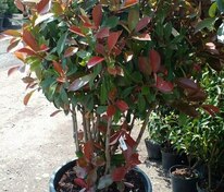 Фотиния (Photinia) ф. зонт