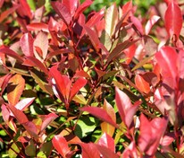 Фотиния Фрайзера Ред Робин (Photinia × fraseri 'Red Robin')