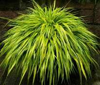 Хаконехлоя большая Ауреола (Hakonechloa macra 'Aureola')