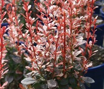 Барбарис Тунберга "Rosy Rocket" (Рози Рокет)