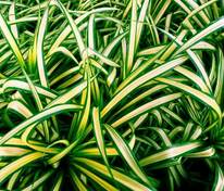 Хлорофитум Вариегатум (Chlorophytum comosum 'Variegatum') белоокаймленный