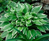 Хоста Албомаргината (Hosta 'Albomarginata')