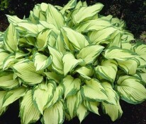 Хоста Албопикта (Hosta 'Albopicta')