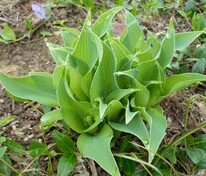 Хоста Динс Дрим (Hosta 'Deans Dream')