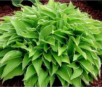 Хоста Лемон Делайт (Hosta 'Lemon Delight')