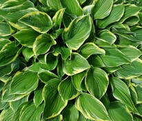 Хоста Ауреомаргината (Hosta 'Aureomarginata')