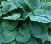 Хоста Биг Дэдди (Hosta 'Big Daddy')