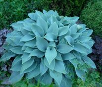 Хоста Блю Энджел (Hosta 'Blue Angel')