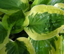 Хоста Брим Кап (Hosta 'Brim Cup')