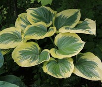 Хоста Эрс Энджел (Hosta 'Earth Angel')