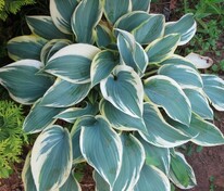 Хоста Ферст Фрост (Hosta 'First Frost')