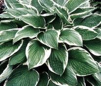 Хоста Франси (Hosta 'Francee')