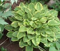 Хоста Голден Тиара (Hosta 'Golden Tiara')