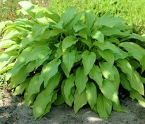 Хоста Ханибеллз (Hosta 'Honeybells')
