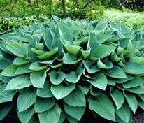 Хоста Гиацинтина (Hosta 'Hyacinthina')