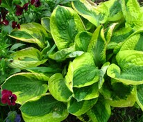 Хоста Мама Миа (Hosta 'Mama Mia')