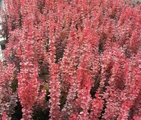 Барбарис Тунберга Оранж Рокет (Berberis thunbergii 'Orange Rocket')