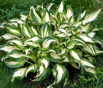 Хоста Медиовариегата (Hosta 'Mediovariegata')