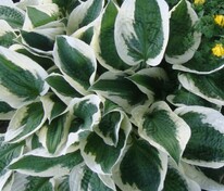 Хоста Минутмен (Hosta 'Minuteman')