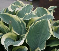 Хоста Регал Сплендор (Hosta 'Regal Splendor')