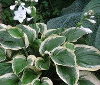 Хоста Ремемберд (Hosta 'Remembered')