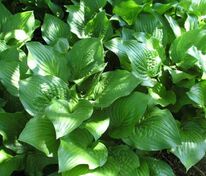 Хоста Роял Стандарт (Hosta 'Royal Standard')