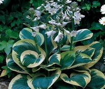 Хоста Сноу Кэп (Hosta 'Snow Cap')