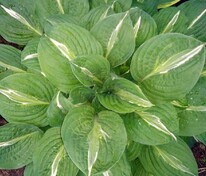 Хоста Стриптиз (Hosta 'Striptease')