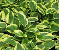 Хоста Твайлайт (Hosta 'Twilight')