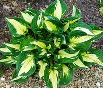 Хоста Вирлвинд (Hosta 'Whirlwind')