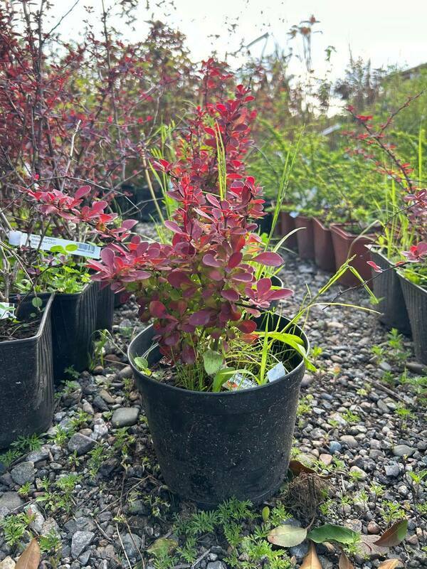 Барбарис Тунберга Ред Компакт (Berberis thunbergii 'Red Compact')