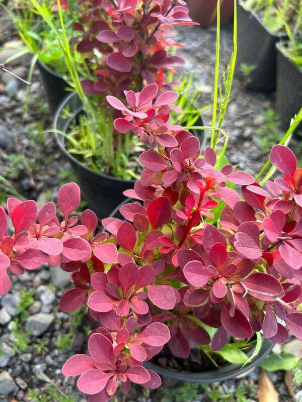 Барбарис Тунберга Ред Компакт (Berberis thunbergii 'Red Compact')