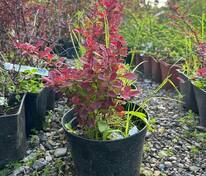 Барбарис Тунберга Ред Компакт (Berberis thunbergii 'Red Compact')