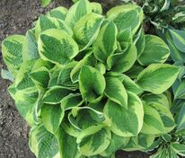 Хоста Вайд Брим (Hosta 'Wide Brim')
