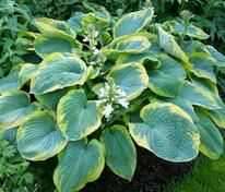 Хоста Зибольда (Hosta sieboldiana)