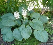 Хоста Зибольда Элеганс (Hosta sieboldiana 'Elegans')