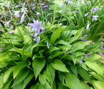 Хоста ланцетолистная (Hosta lancifolia)
