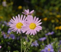 Хризантема Клара Кертис (Chrysanthemum 'Clara Curtis')