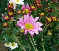 Хризантема корейская Хебе (Chrysanthemum x hortorum 'Hebe')
