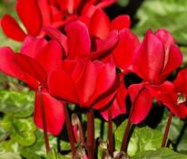 Цикламен (Cyclamen) в ассортименте