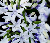 Агапантус Твистер (Agapanthus 'Twister')
