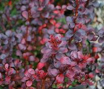 Барбарис Тунберга Дартс Ред Леди (Berberis thunbergii 'Dart's Red Lady')