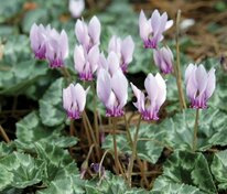Цикламен неаполитанский (Cyclamen hederifolium)